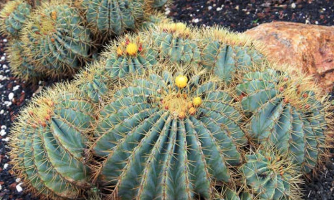 Blue Barrel Cactus Ferocactus glaucescens 56 inches wide Etsy