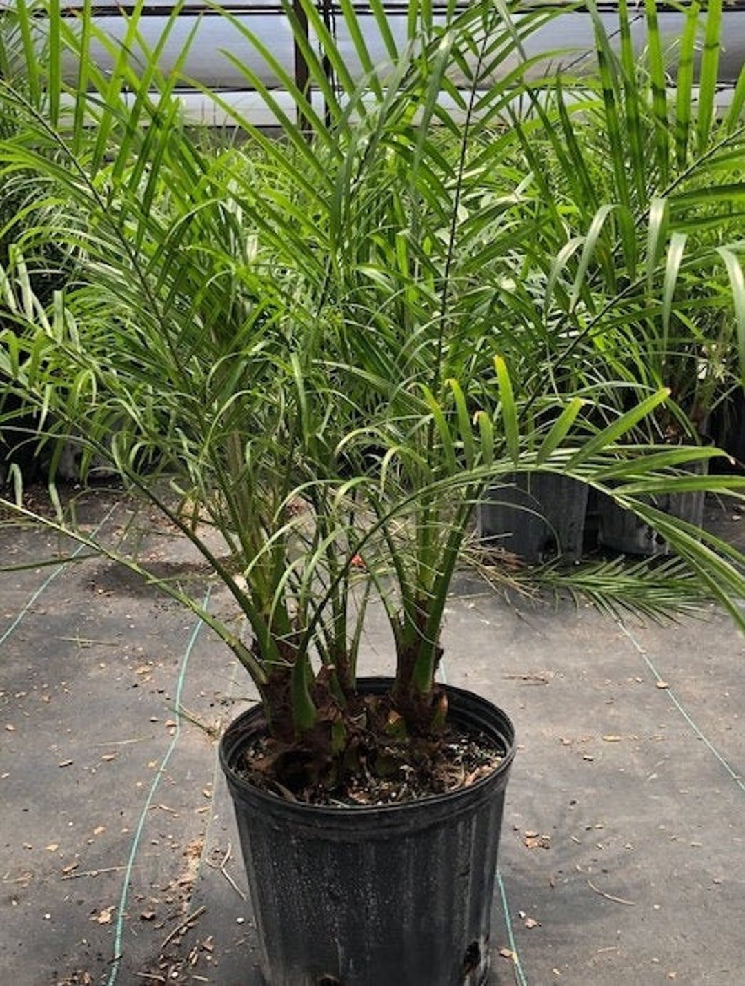Pygmy Date Palm Phoenix Roebelinii 5 Gallon Etsy
