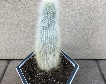 Cleistocactus Straussii - 'Silver Torch'   6" - 10" tall