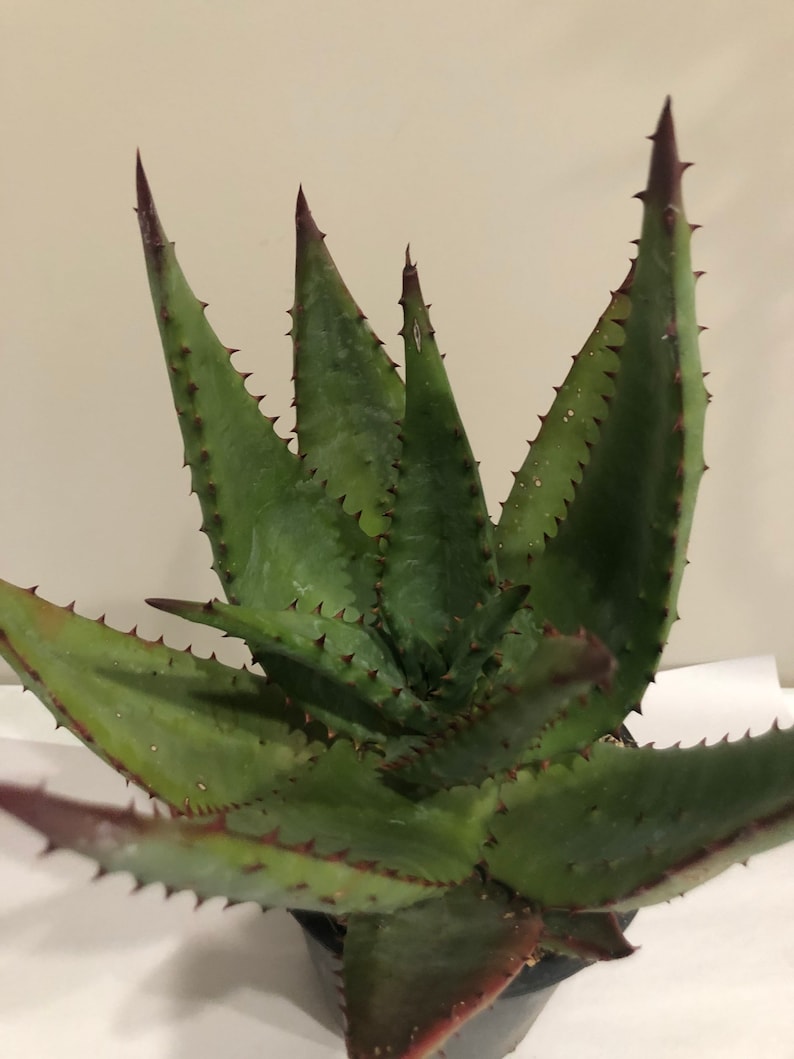 Aloe Ferox 5 Gallon image 7