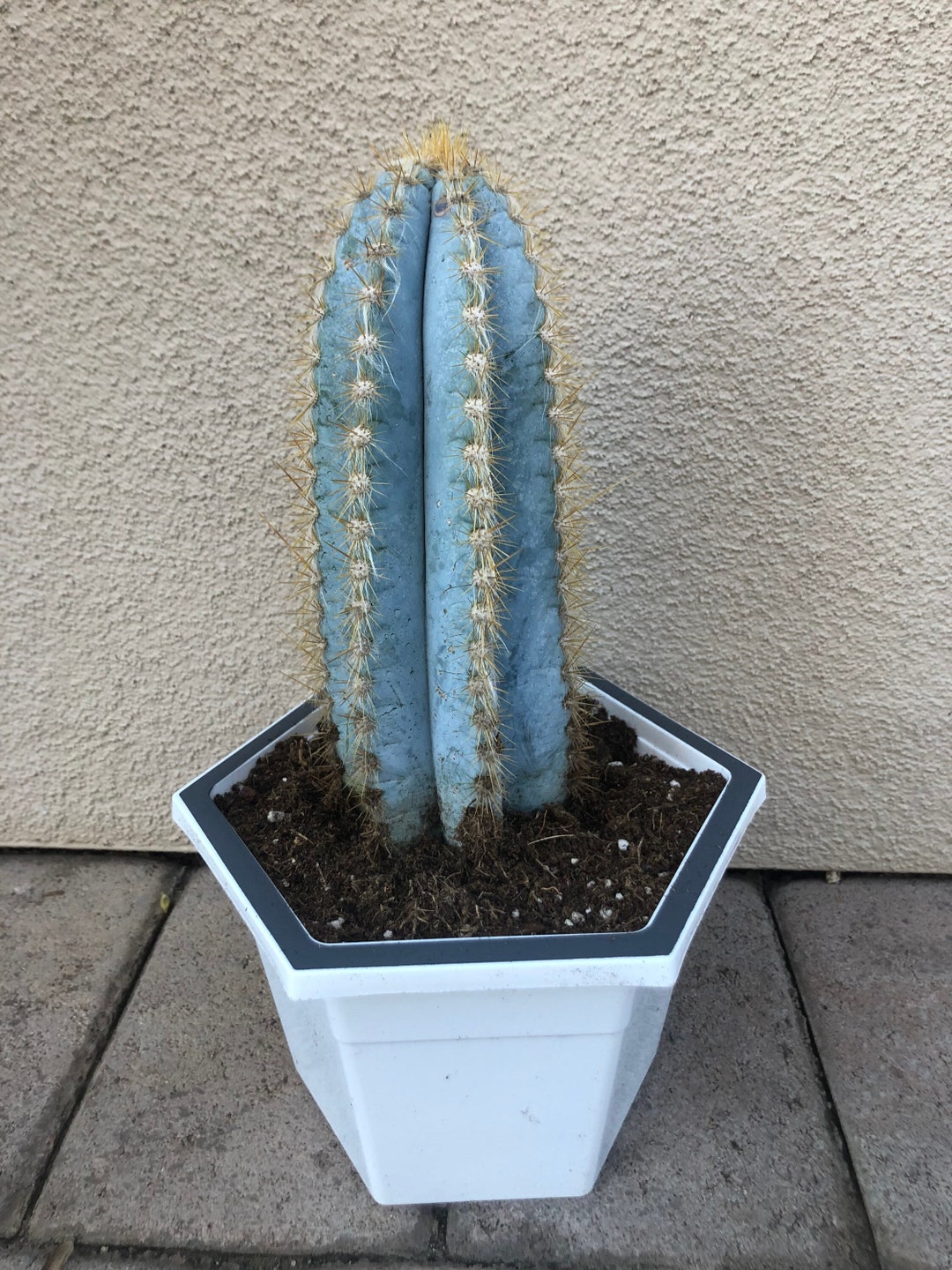 Pilosocereus Azureus Blue Torch Cactus 6 10 Tall - Etsy