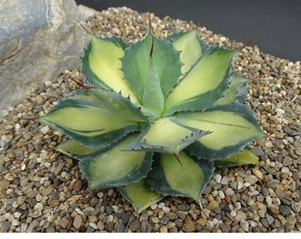 Agave isthmensis 'Rum Runner' 5 g [pot size *Rare*