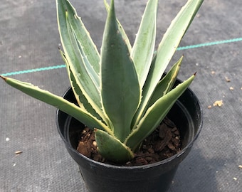 Agave Angustifolia - Caribbean Agave  - 4" pot size