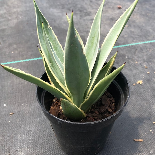 Agave Angustifolia - Caribbean Agave  - 4" pot size