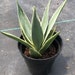 see more listings in the Agaves section