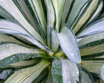 Agave 'Quicksilver' - Silver Stripe, Coastal Garden Plant (Bare Root)