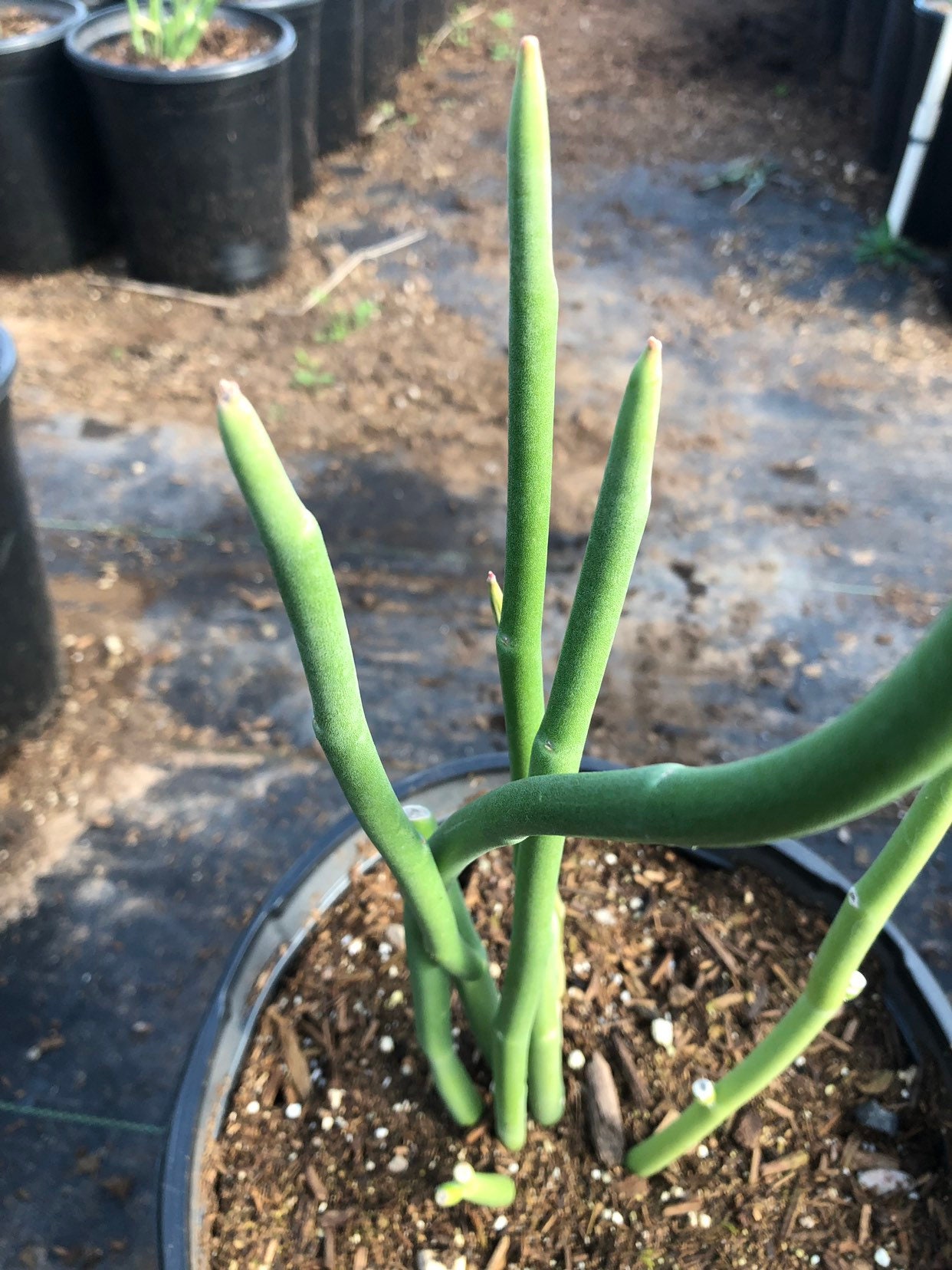 Pedilanthus Macrocarpus lady Slipper Plant 5 Etsy UK