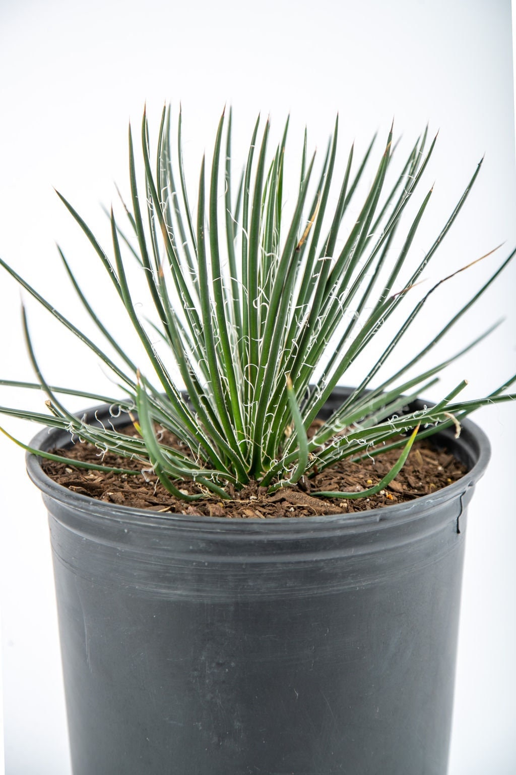 新品Mサイズ kaitlynSepia Agave HappyValleyPlants - Etsy 日本