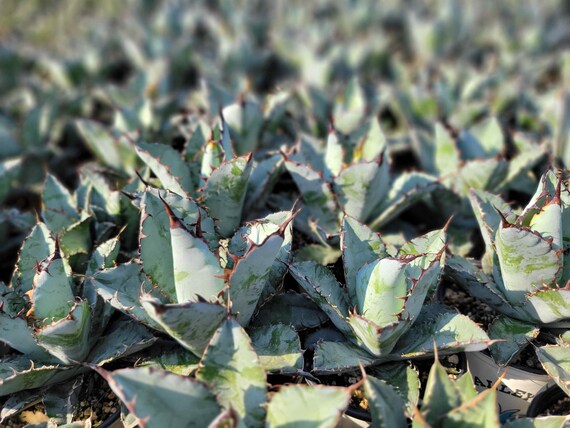 Black & Blue Agave 3.5 In. - Etsy