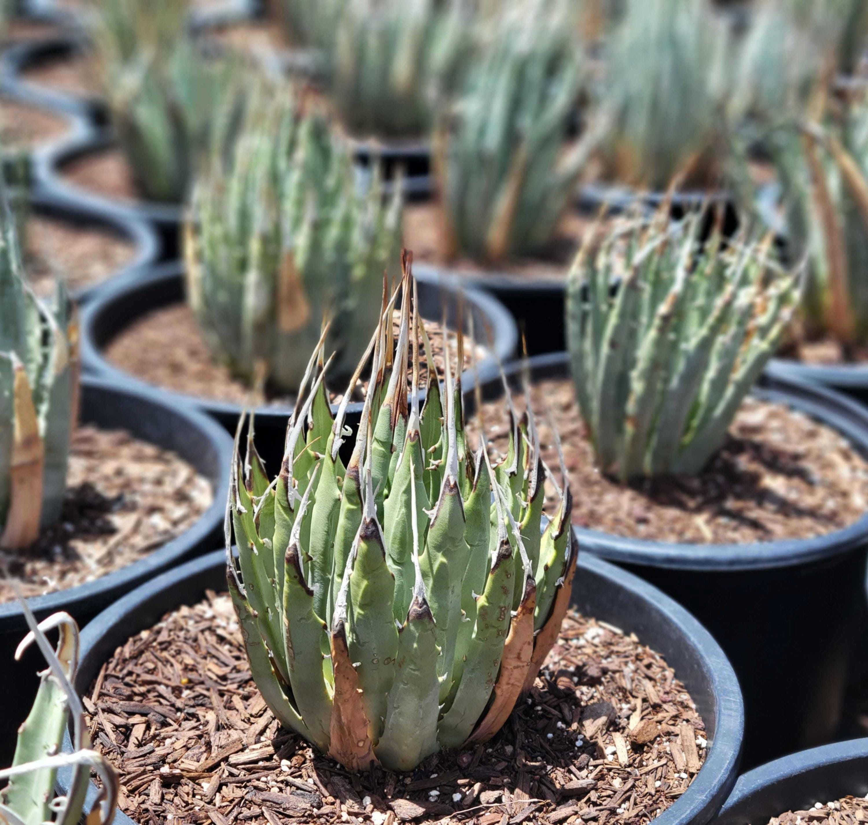 Agave Utahensis V. Eborispina - Lg., Bare Root - Etsy