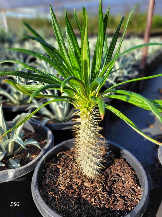 Pachypodium () Pachypodium