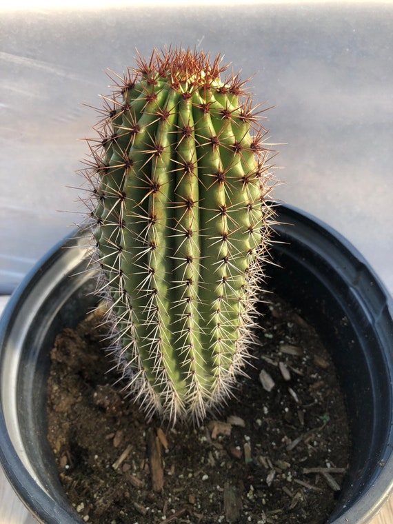 Stenocereus Thurberi arizona Organ Pipe 5 Gallon - Etsy