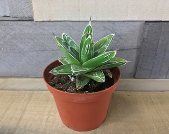 Agave Queen Victoria/victoriae reginae 3-5 Inch FREE SHIPPING