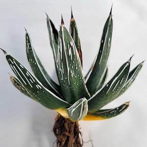 Agave pintilla -Maguey pintillo