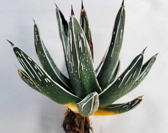 Agave Titanota 