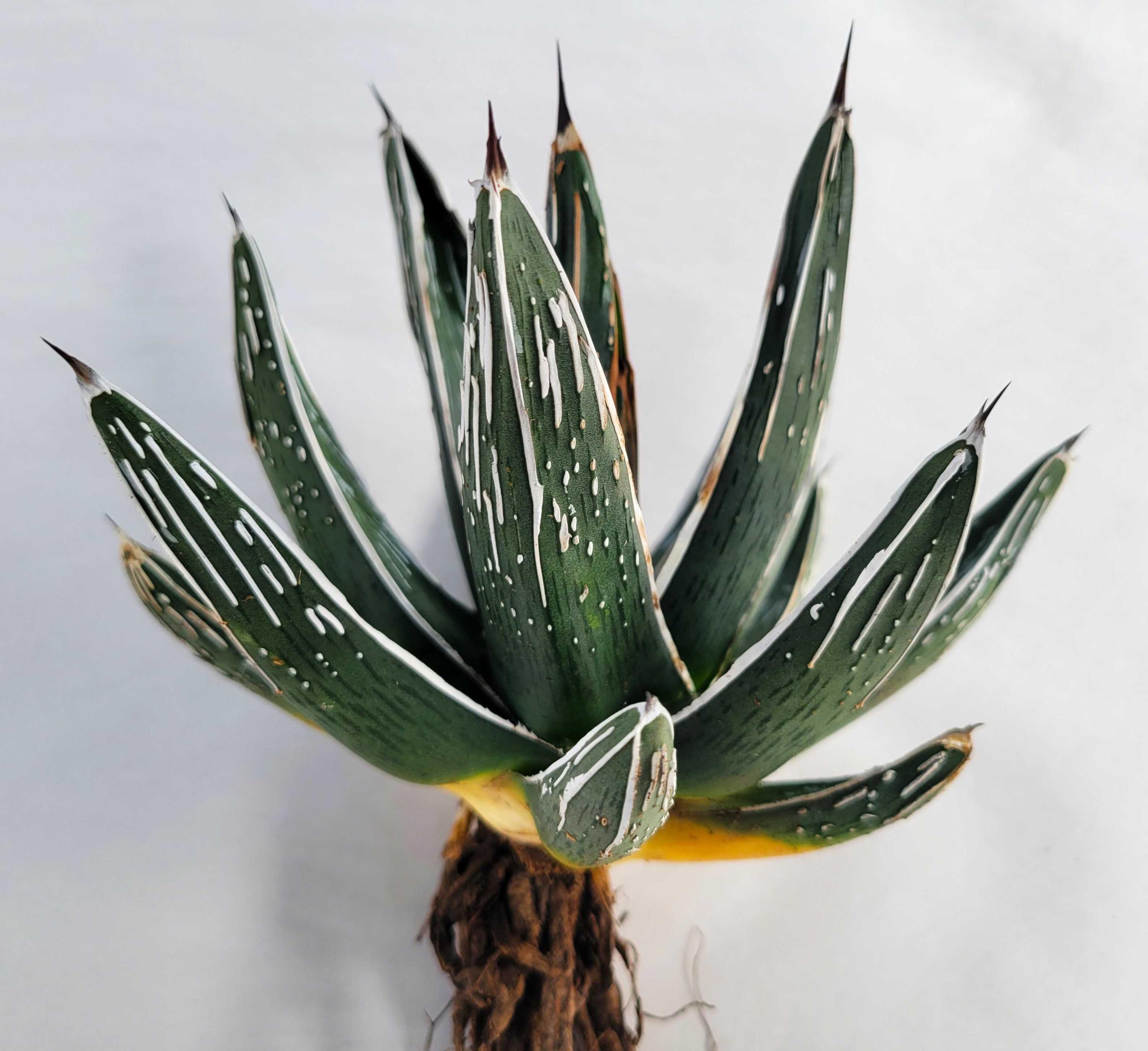 【⭐︎Xmas SALE⭐︎】 69.アガベ ホリダ Agave Horrida - Etsy