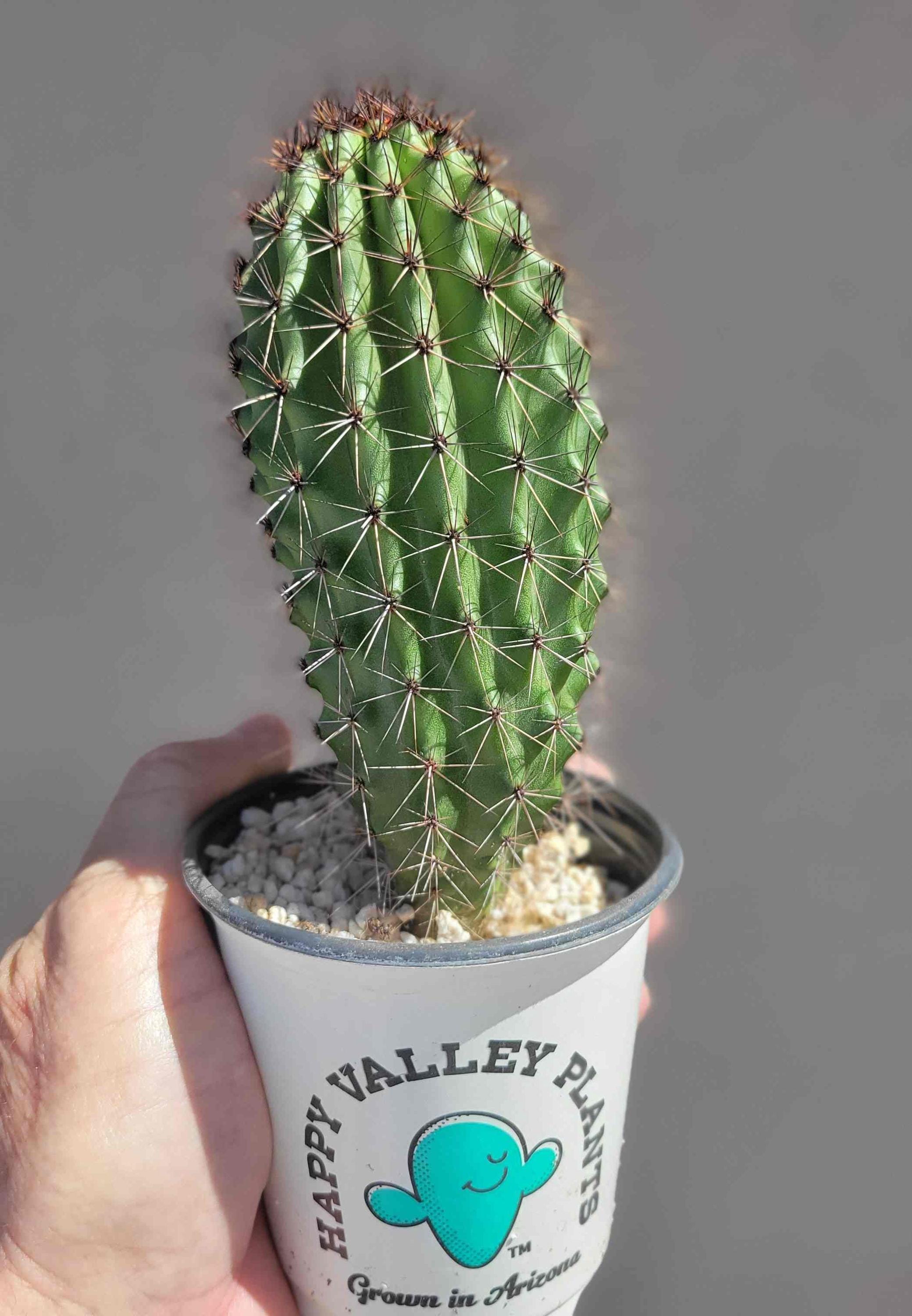 Stenocereus Thurberi - Arizona Organ Pipe - 3.5in. Pot - Etsy