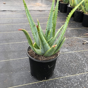 Aloe Ferox 5 Gallon Traditional
