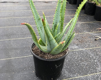 Aloe Ferox 5 Gallon