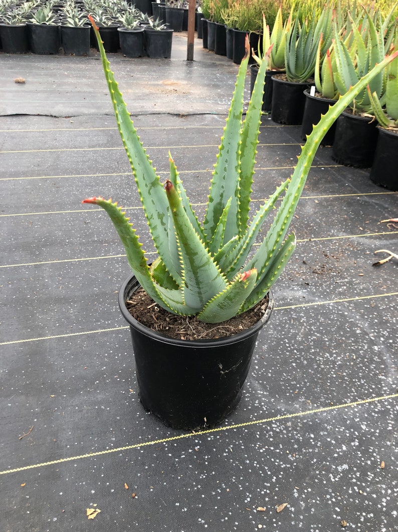 Aloe Ferox 5 Gallon Traditional