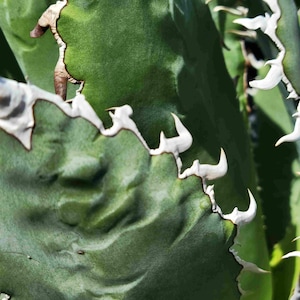 Lions Mane Agave Plant - Etsy