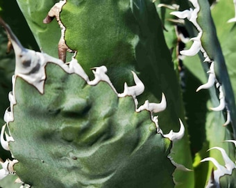Agave Titanota 'caesar' - アガベ チタノタ “シーザー” - 凱撒嚴龍