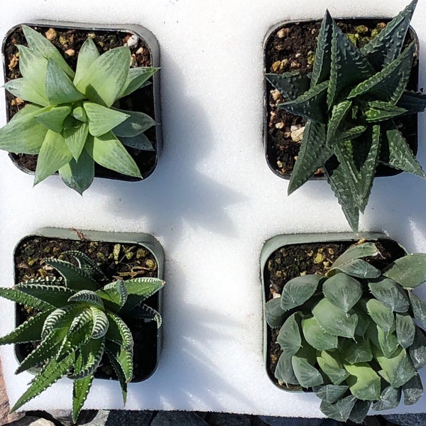 Haworthia variety mix - 4 x 2" plants - Zebra, Window, Reinwardtii, Emerald Cloud