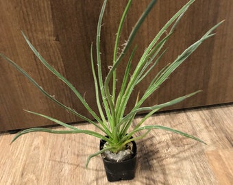 Agave Geminiflora 4 inch