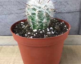 Oreocereus Trollii Cactus 4 inch