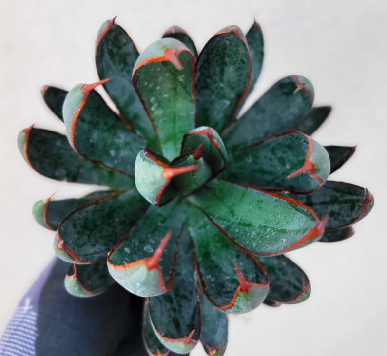 Happy Valley Plants Mangave Praying Hands - Thumbnail 3