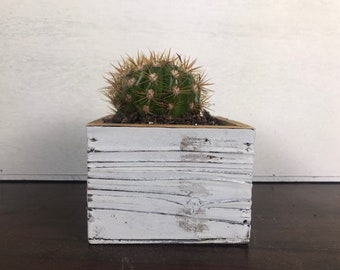 Argentine Giant Cactus 4 inch