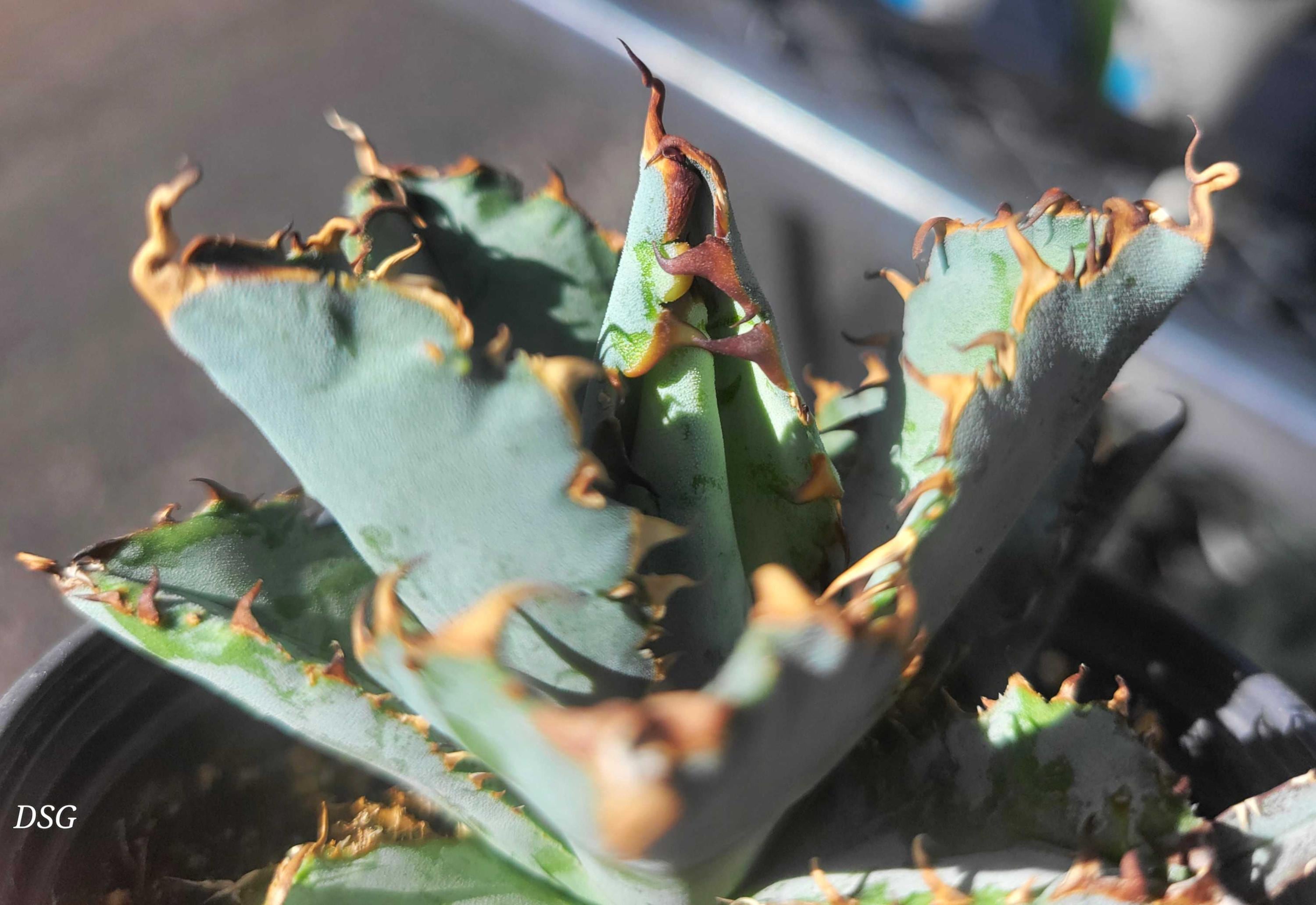 Black & Blue 'tiny Spine' Agave - Etsy