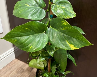 Pothos (Epipremnum aureum)