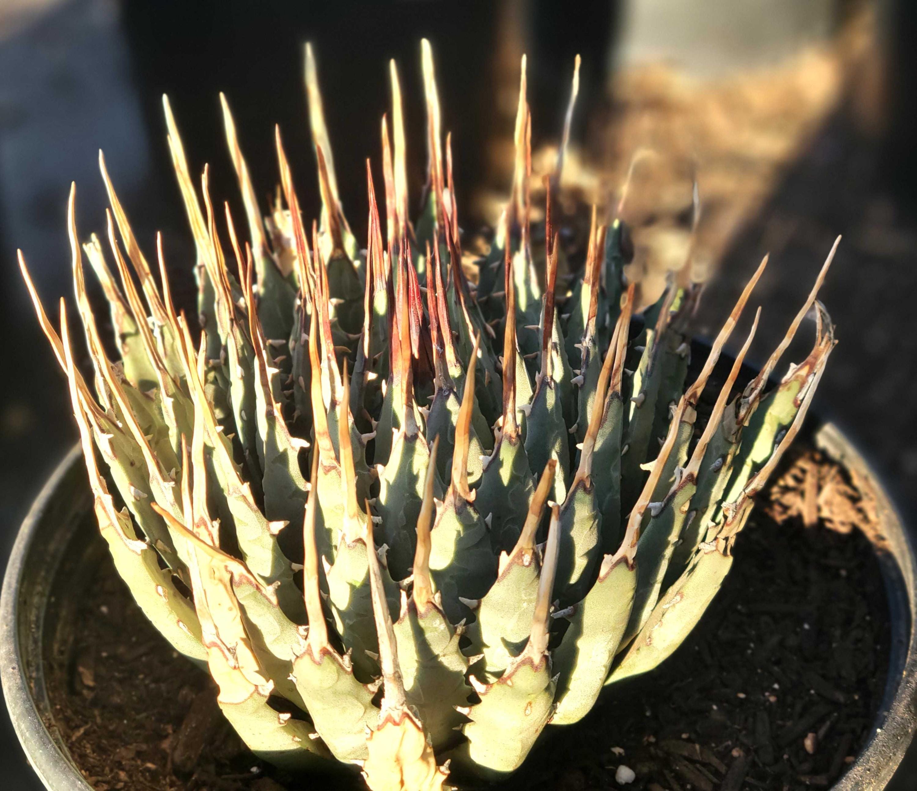 Agave utahensis eborispina アガベ Agave Utahensis V. Eborispina - Lg., Bare Root - Etsy
