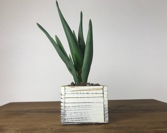 Aloe Hercules 4"