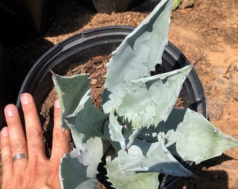 Agave Colorata 5 Gallon