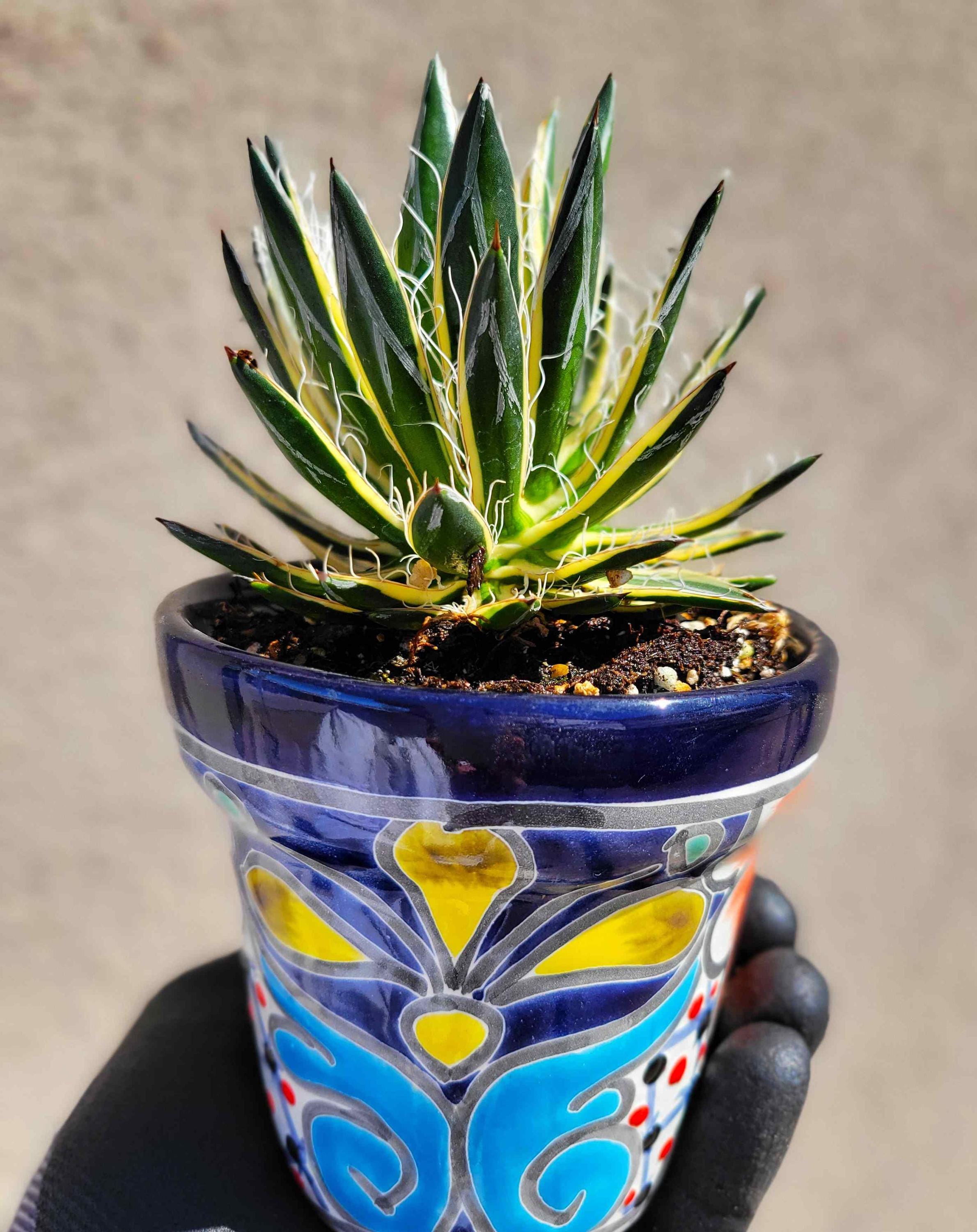 Agave schidigera ' Flush' 19 【公式通販】