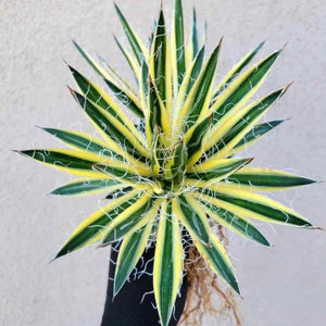 May include: Agave plant with long, thin, spiky leaves. The leaves are green with yellow stripes and white edges. The plant is rooted and has a brown, fibrous root system.