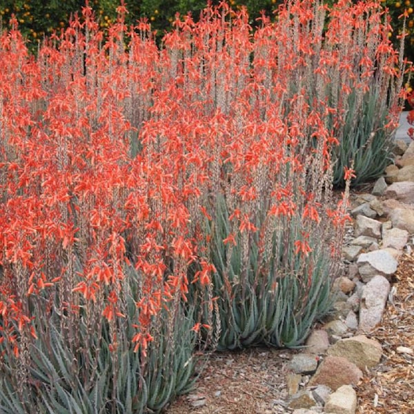 Aloès x « Blue Elf » - 1 gallon