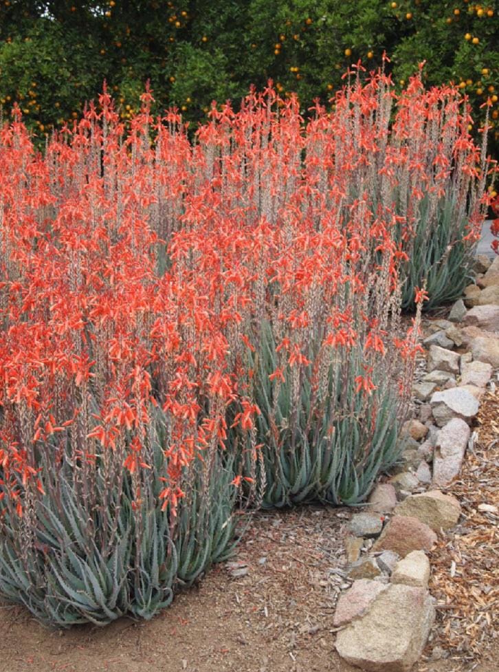 Aloe Vera Hybrid X - Etsy
