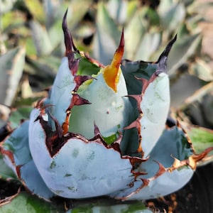 Agave Utahensis V. Eborispina - 5gal. Size (shipped Bare Root) - Etsy