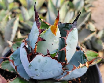 Agave ‘var. nevadensis ×Black&Blue’ Black & Blue Agave 3.5 In. - Etsy