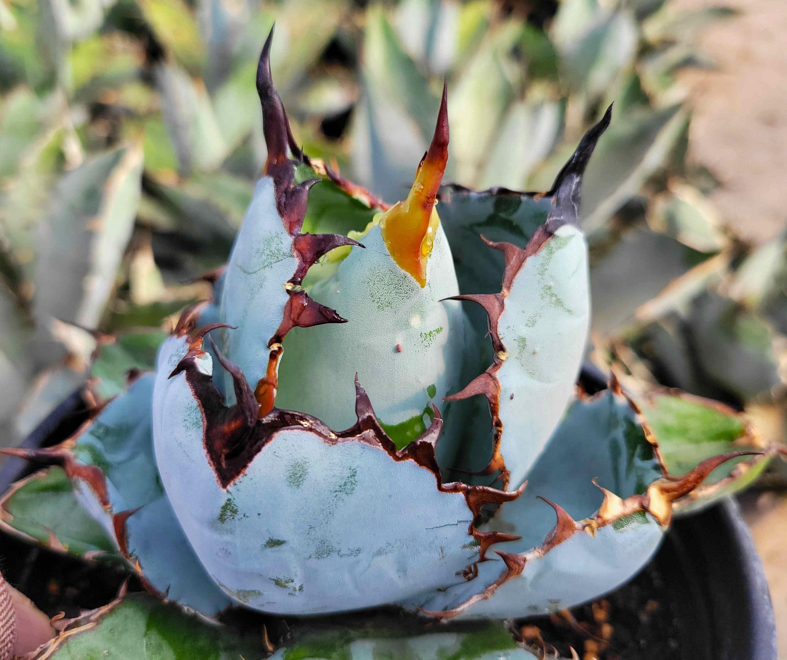 新品Mサイズ kaitlynSepia Agave HappyValleyPlants - Etsy 日本
