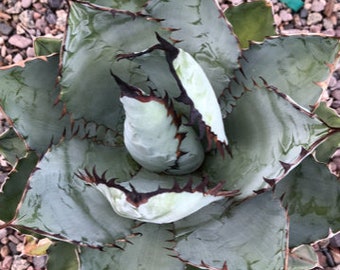 Agave Titanota Black and Blue 5 Gallon