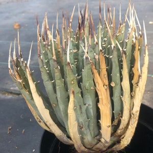 Agave Utahensis Eborispina image 2