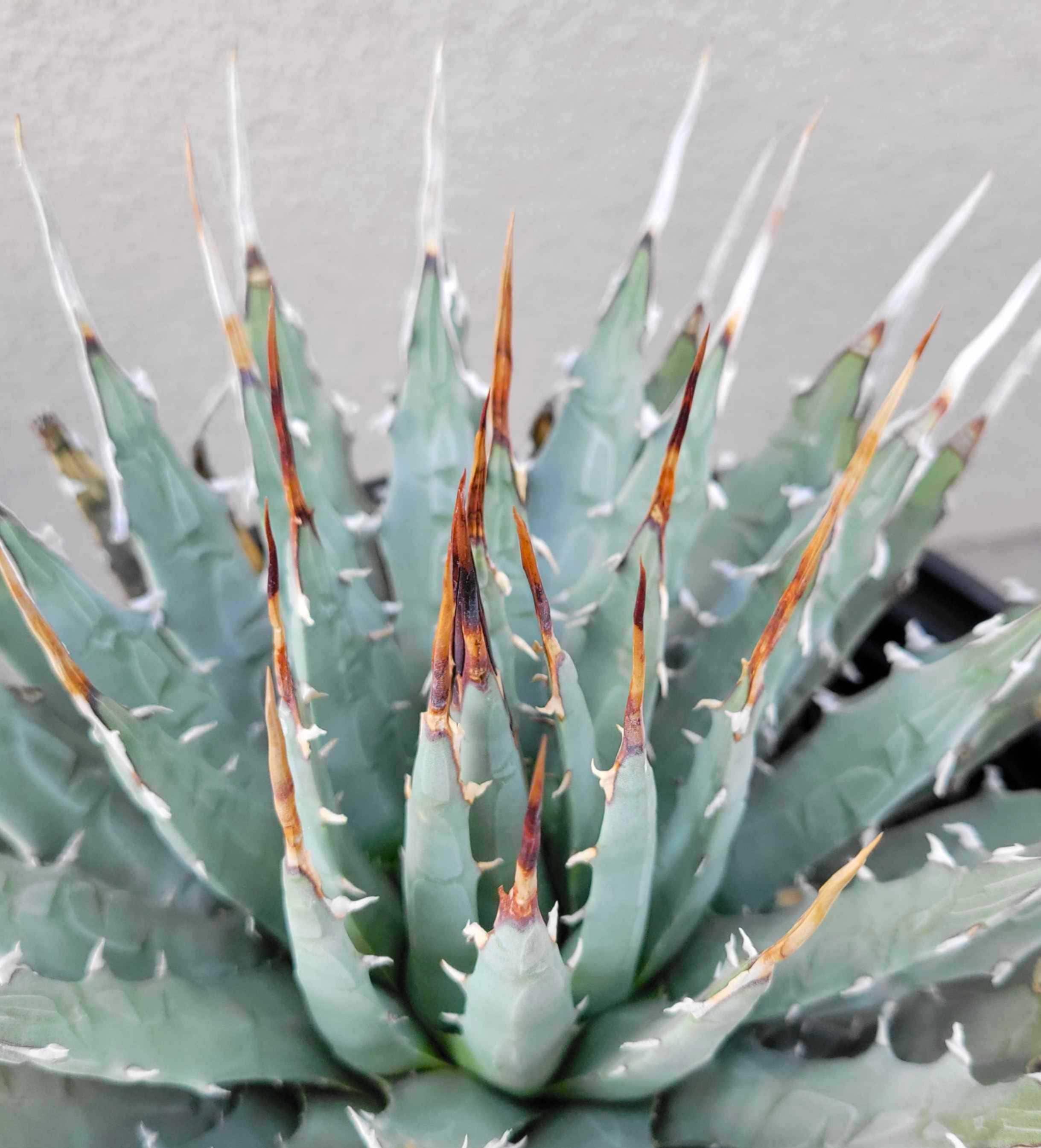 Agave Utahensis V. Eborispina - Lg Plant - Etsy