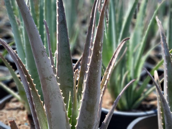 Aloe Barbadensis (aka Aloe Vera) 1 Gallon - Etsy