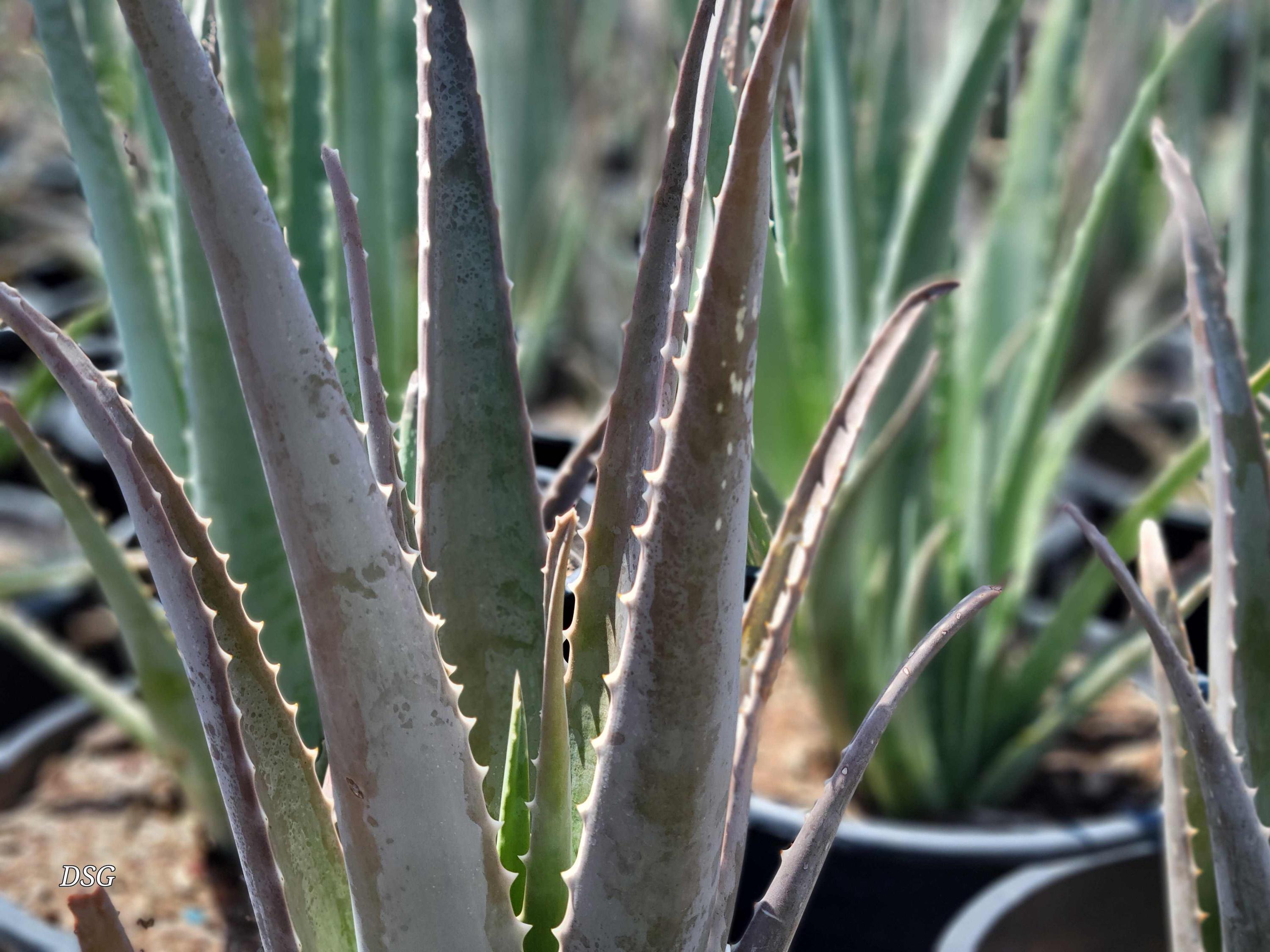 Aloe barbadensis (aka Aloe vera) 1 gallon - Etsy sterreich