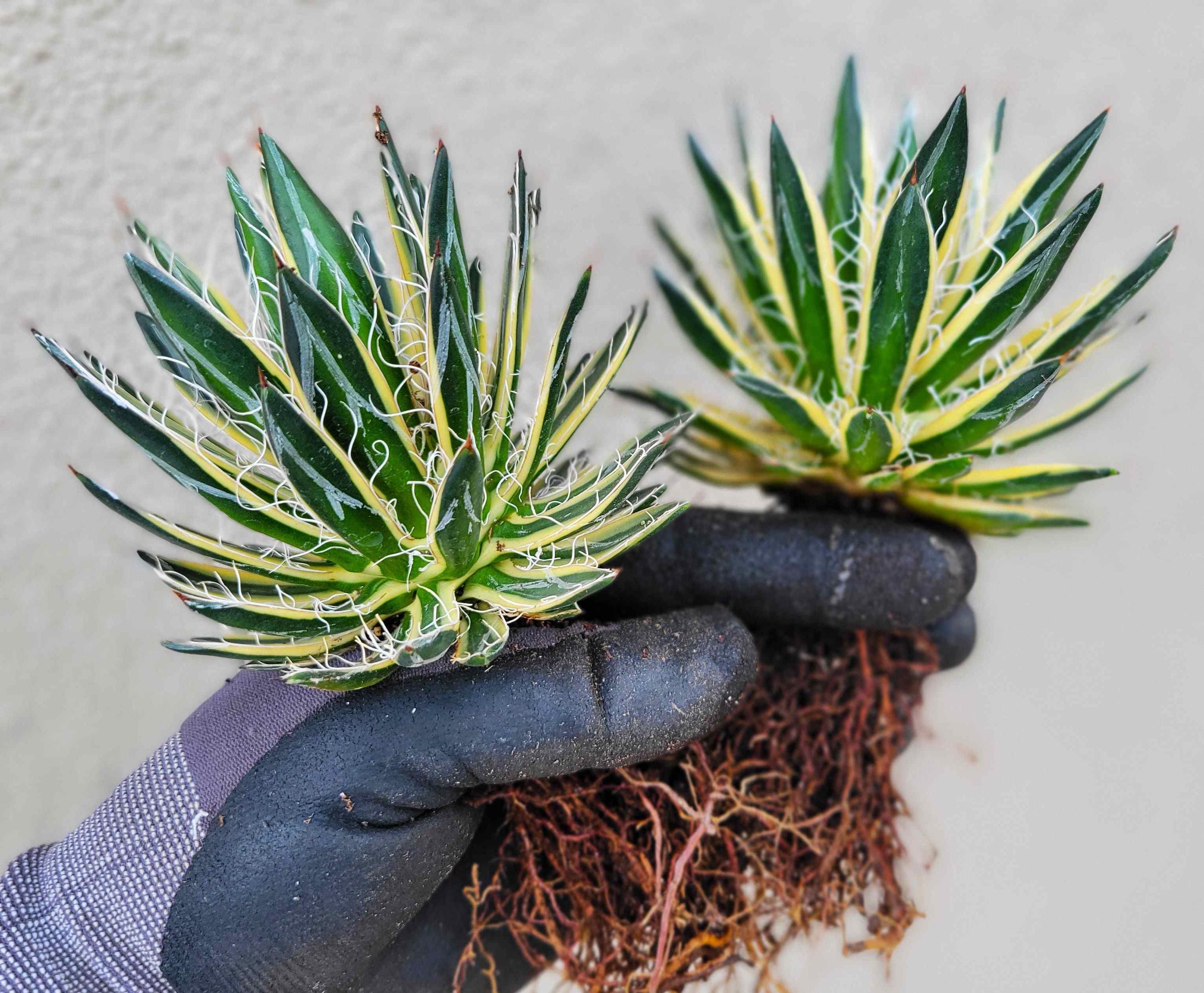 Agave Schidigera 'royal Flush' 3.5in. Pot - Etsy