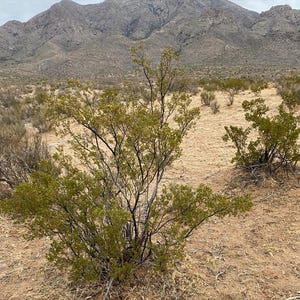 May include: A creosote bush with small, dark green leaves and thin, woody branches stands in a dry, arid desert landscape. The ground is covered in light brown, sandy soil and sparse, dried vegetation, with large, rugged mountains in the distance.